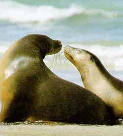 Sea Lion, Seal Bay